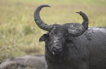 Kumana National Park Half Day Jeep Safari 