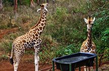 Nairobi National Park safari Experience