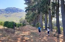Stellenbosch Vineyard Walk & Wine Tasting 