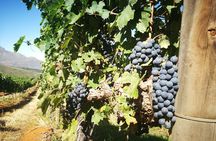 Stellenbosch Vineyard Walk & Wine Tasting 