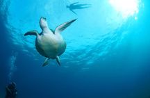 Diving for beginners by boat from Puerto Colon