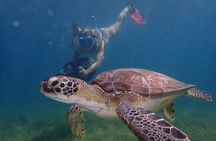 Turtle Beach Power Snorkeling Adventure