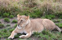 3 Days Camping in the Masai Mara Game Reserve