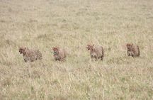 3 Days Camping in the Masai Mara Game Reserve
