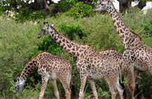 3 Days Camping in the Masai Mara Game Reserve