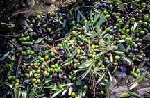 Olive Harvest and Visit to the Oil Mill with Tasting in Vieste