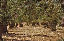 Olive Harvest and Visit to the Oil Mill with Tasting in Vieste