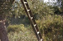 Olive Harvest and Visit to the Oil Mill with Tasting in Vieste