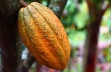 Private Dark Chocolate Tasting Tour in Paris