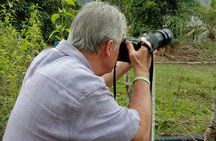 Birdwatching: Desaru's Winged Gems