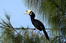 Birdwatching: Desaru's Winged Gems