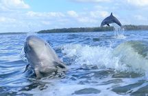 Everglades National Park Dolphin, Birding and Wildlife Boat Tour (2 hours)