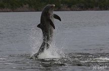 Everglades National Park Dolphin, Birding and Wildlife Boat Tour (2 hours)