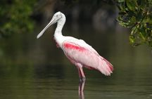 Small-Group Everglades Boating Kayaking and Walking Eco Tour