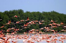 Private Tour Celestun Flamingo Watching and Beach 