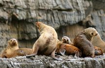Tasman Island Cruises and Port Arthur Historic Site Day Tour from Hobart