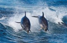 Full-Day Bruny Island Cruises Day Tour from Hobart
