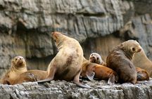 Tasman Island Cruises Day Tour from Hobart