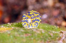 Scuba Diving at Tulamben macro dive sites