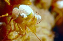 Scuba Diving at Tulamben macro dive sites