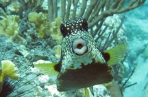 Reef and Turtle Adventure - Kayak and Snorkel Tour