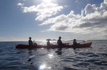 Coral Reef and Turtle Discovery Tour
