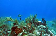 Coral Reef and Turtle Discovery Tour