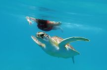 Reef and Turtle Adventure - Kayak and Snorkel Tour