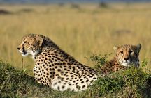 3-Days 2-nights Tanzania Private Budget Camping Safari 