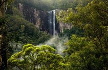 Glow-worms, Waterfalls & Rainforest Experience