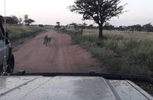 5 Days Tanzania Group Joining Safari, Tarangire/Serengeti/Ngorongoro Crater