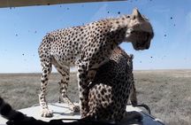 5 Days Tanzania Group Joining Safari, Tarangire/Serengeti/Ngorongoro Crater