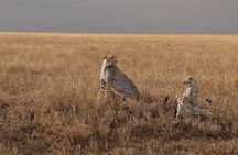 5 Days Tanzania Group Joining Safari, Tarangire/Serengeti/Ngorongoro Crater