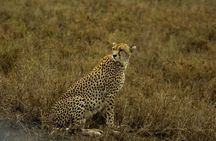 4 Days Group Joining Camping Safari to Tarangire Serengeti Ngorongoro Crater