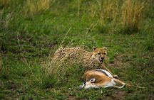 4 Days Group Joining Camping Safari to Tarangire Serengeti Ngorongoro Crater