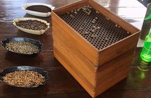 Blue Mountains Coffee Private Tour from Kingston