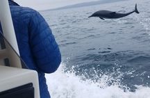 Private Dolphin and Whale Watching Tour in Newport Beach