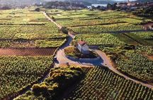 Wine tour Korčula - private tour