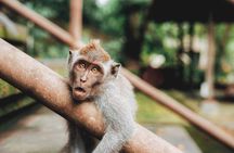 Full day Tour to Best of Ubud with jungle swing