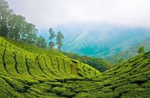 7-Night Kerala Tour to Kochi, Munnar, Periyar, Allepey and Kovalam