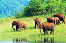 7-Night Kerala Tour to Kochi, Munnar, Periyar, Allepey and Kovalam