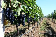 Private wine tasting & wine pairing tours