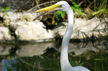 Private Boat Nature Tour of Limón Beach and Lagoon