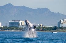 Whale Watching Cruise In Puerto Vallarta & Nuevo Vallarta