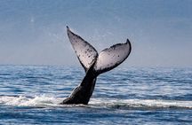 Whale Watching Cruise In Puerto Vallarta & Nuevo Vallarta