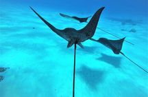 Reef Discovery Private Full Day Lagoon Tour & Water Lunch