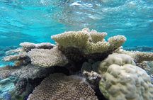 Reef Discovery Private Full Day Lagoon Tour & Water Lunch