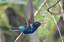 Private Tour to Mindo, with Chocolate and Coffee Tours