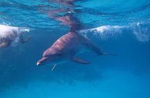 Private Boat to Dolphin House Full day Snorkeling Sea Trip Max 10 Pax - Hurghada