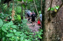 El Yunque National Forest and Luquillo Beach Combo